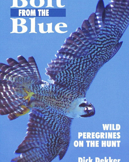 Bolt from the Blue: Wild Peregrines on the Hunt